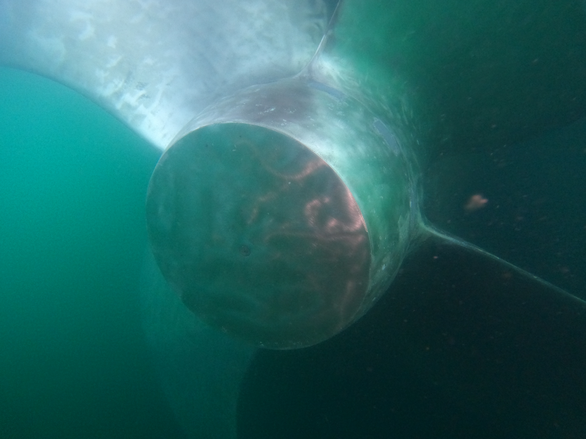 Ship propeller inspection in green waters